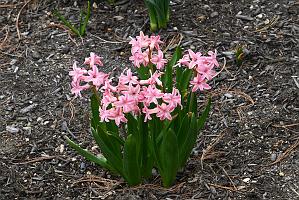 2025-04216456 Tower Hill Botanic Garden, MA